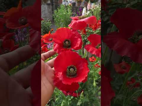 Video: Cvijet maka: opis biljke