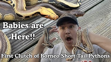 Borneo Short Tail BABIES!! ("Lemon Drop" x "Smoke Show" clutch)