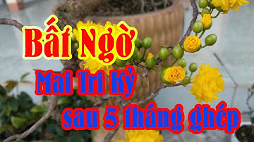 Mai Tri Kỷ, Cúc 2 Tầng sau 5 tháng  😀