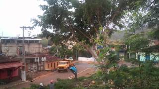 A Morte De Uma Rvore