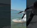 Riding the Waves: Epic Summer Surf Lesson at Praia da Mata! 🏄‍♂️ #shorts