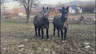 Caii lui Dodo de la Sighetu-Marmatiei, Maramures#2022