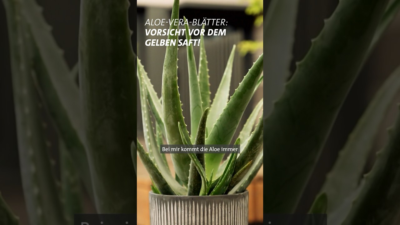 DIY: Feuchtigkeitsspendendes Aloe-Vera-Gel selbst gewinnen  | Doc  Fischer SWR #shorts - YouTube