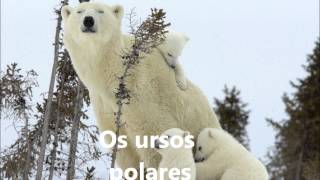 Climas- Clima Polar Geografia