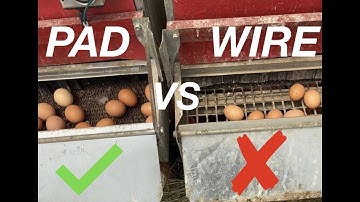 Wire vs NestPad - Which flooring better keeps your eggs clean🤔?
