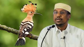 Shimbirka Hudhud Oo .. Sh Mustafe Xaaji Ismaciil