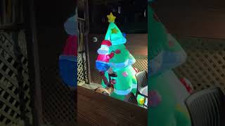 Marshwalk Wonderland Of Lights