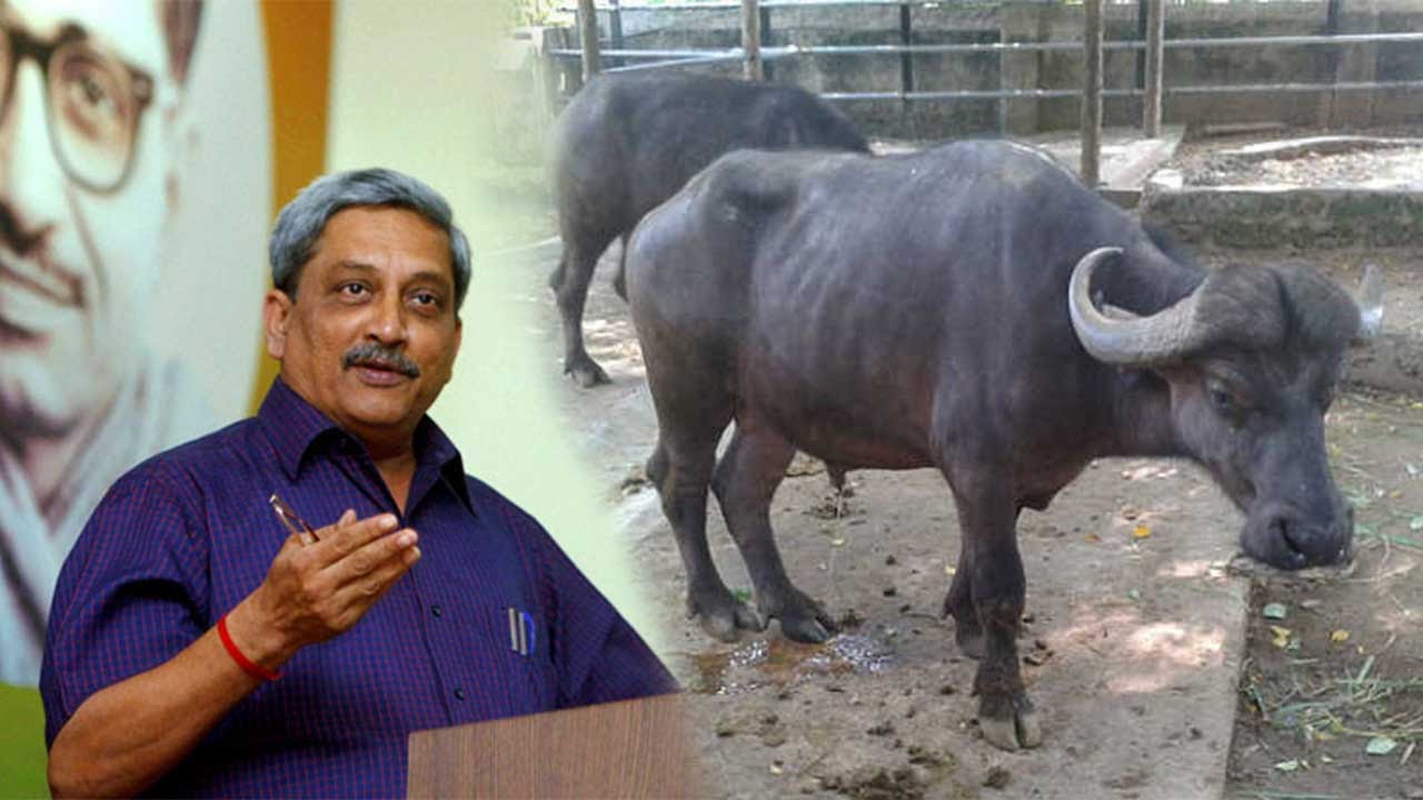 Indian Army to stop buffalo slaughter ritual - YouTube