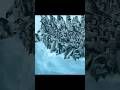 Baby Penguins Leap Off the Ice Cliff Into a New Journey#wildlife #animals #short #video