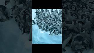 Baby Penguins Leap Off the Ice Cliff Into a New Journey#wildlife #animals #short #video