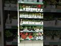 #flowerpot#plantslover#gardeningtips#plantcare#plantlove#shorts#viralvideo#trendingshort#mall#beauty