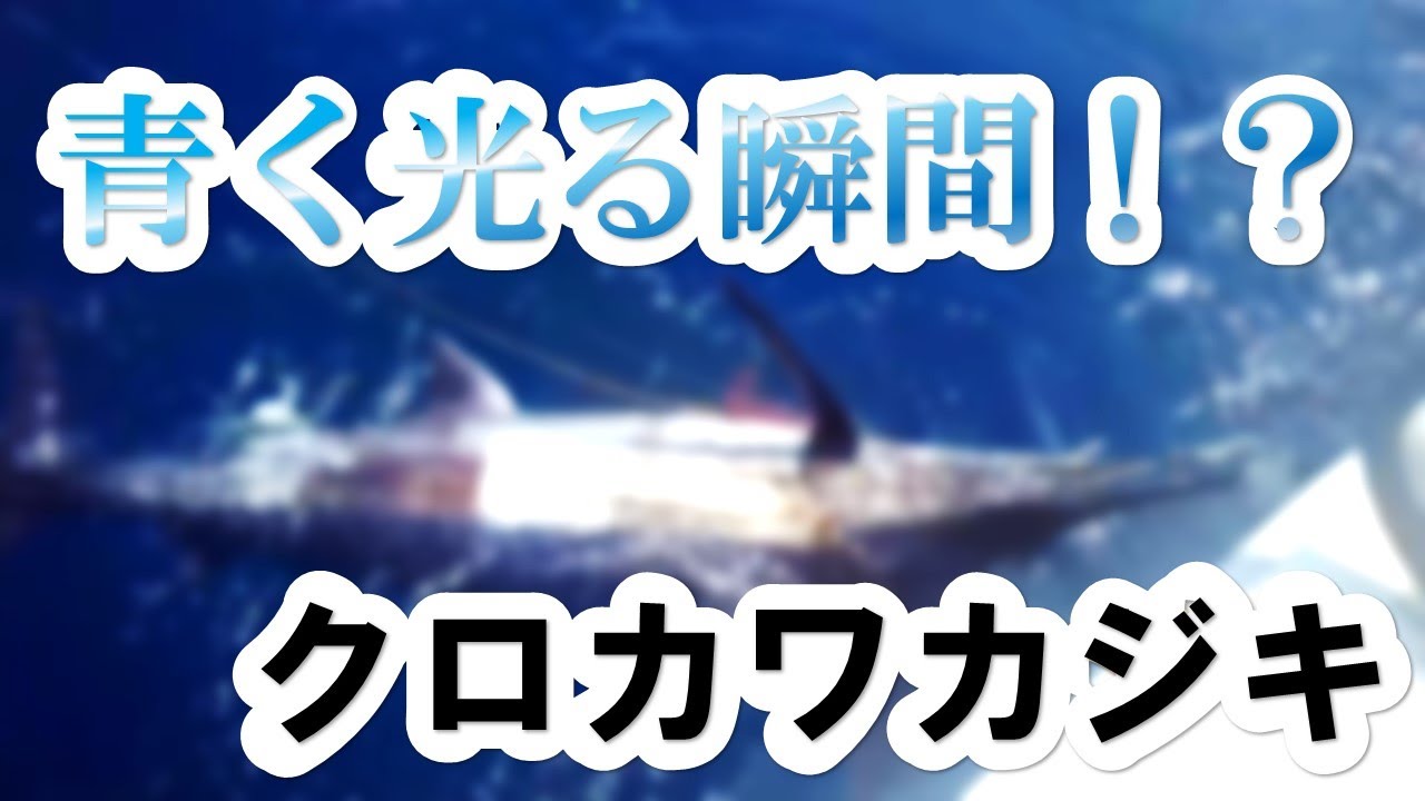ブルーマーリン】カジキが青く光る瞬間 クロカワカジキ トローリング