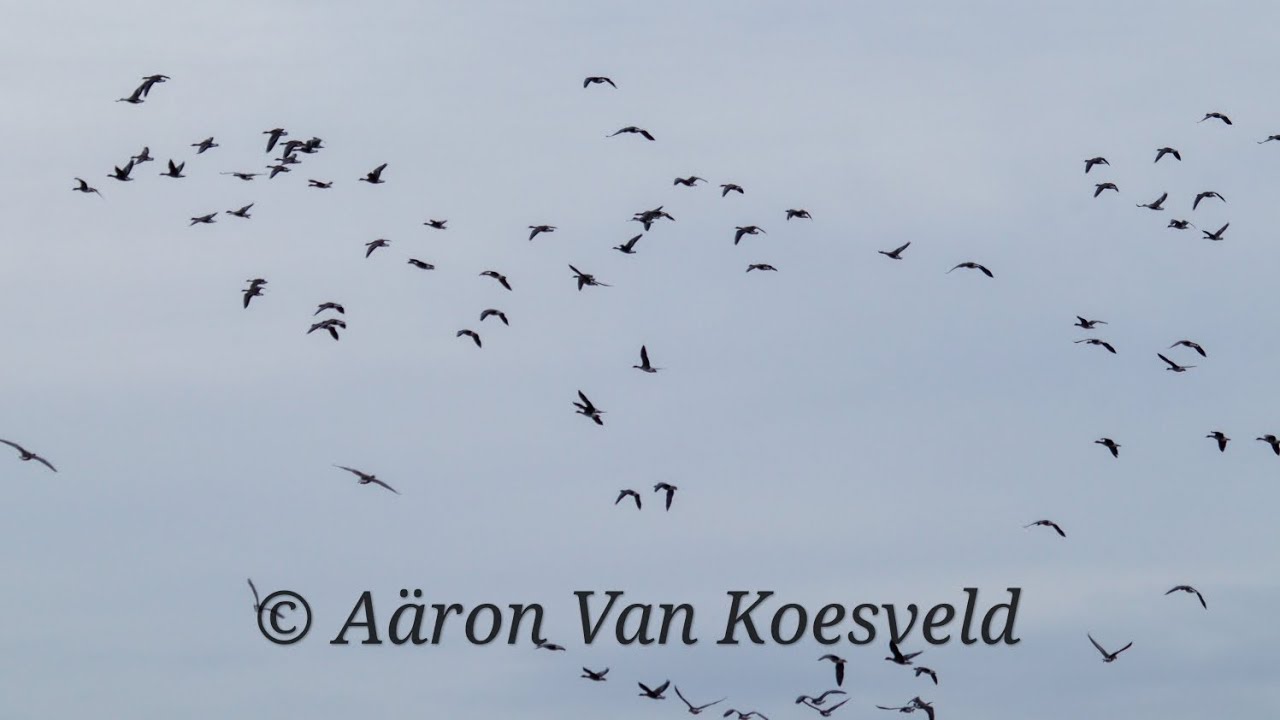 HOE KOLGANZEN IN EEN GROTE GROEP GAAN LANDEN! #vogeltrek #ganzen #