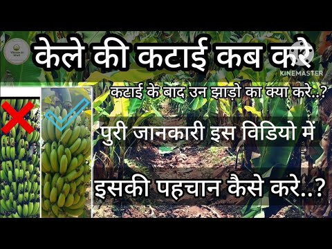 वीडियो: केले की कटाई कब करें?