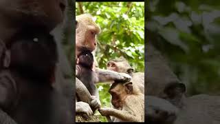 Life of Monkeys: The mother monkey angrily warned the older monkey not to harm the baby monkey. Net Worth