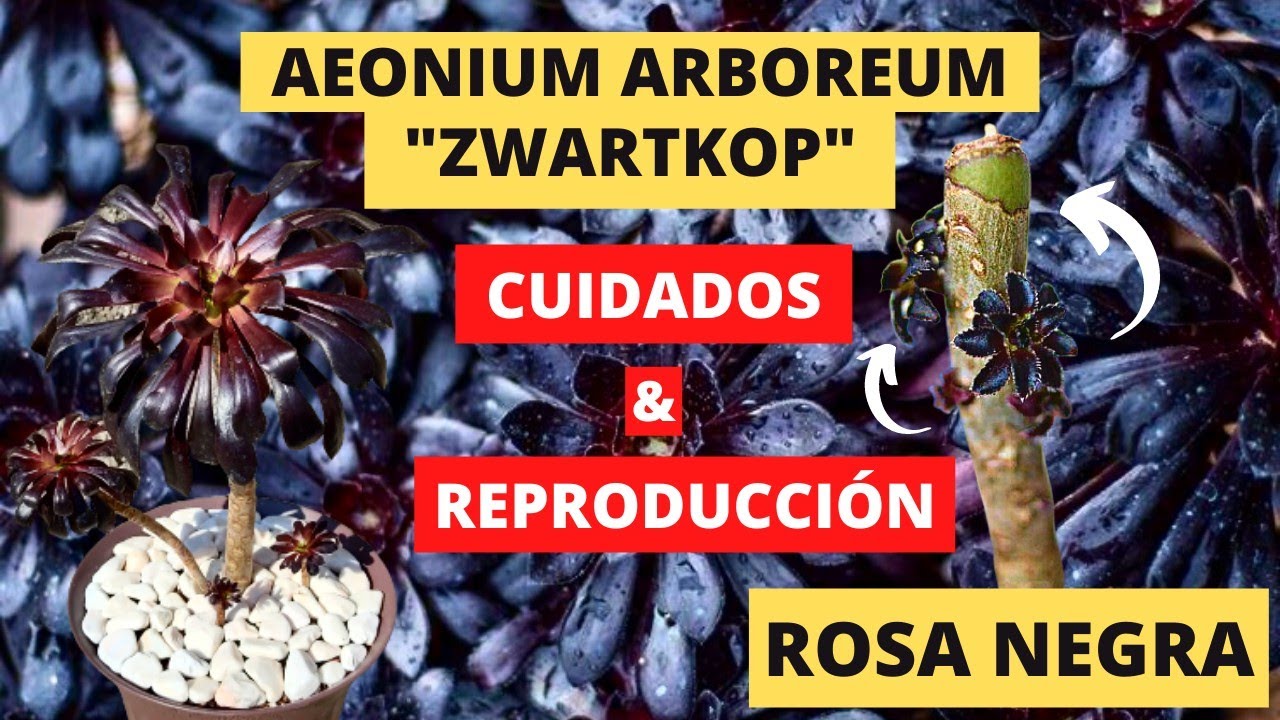 Rosa Negra: CUIDADOS y REPRODUCCIÓN