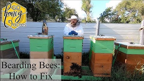 Bearding Bees and What to do About IT
