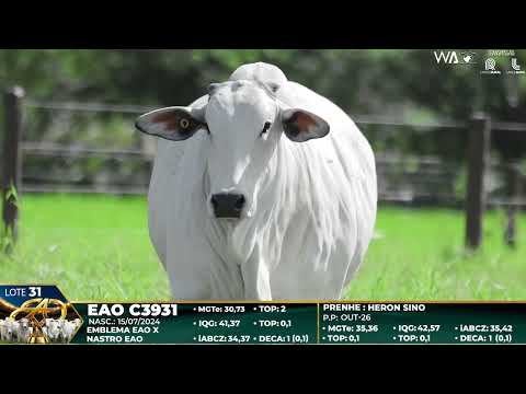 LOTE 31