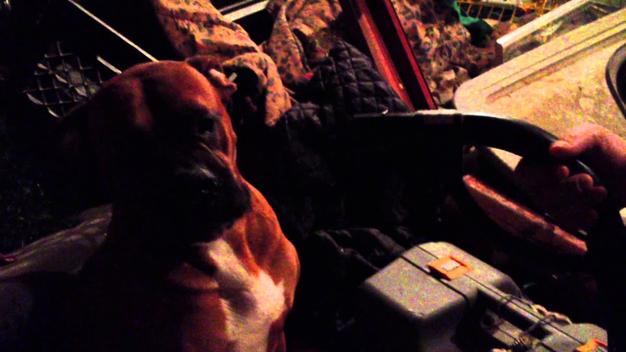 Dog Vs Vacuum Cleaner YouTube