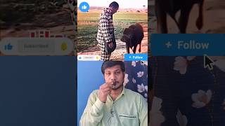 ఆవు 😍 story in telugu | telugu stories |stories in telugu #shorts #trending  #viral #shortsfeed