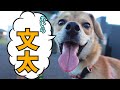 【さかがみ家の元気印】おいら、文太！！！！！