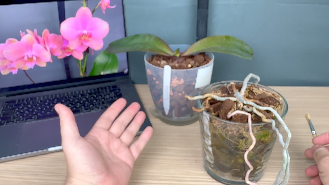 Amazing result of a LAZY orchid transplant: in 1.5 months we got