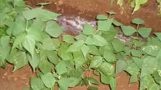 Seyfi Gündoğan Abiden - Tevbeye Gel Mükemmel Bir Ilahi