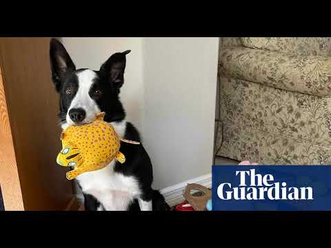 Собаки можуть вивчати слова, підслуховуючи розмови, показують нові дослідження