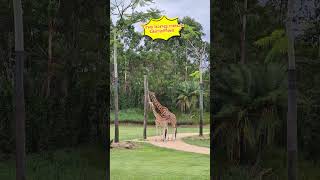 Lets Go To Australia Zoo