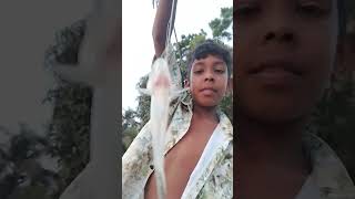 Amazing baila fish catching using hook #shortsfeed