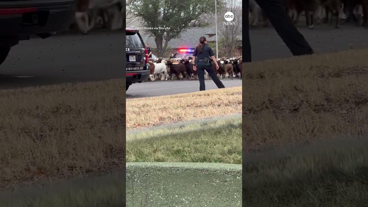To protect and… herd? Police in Texas help round up escaped goats