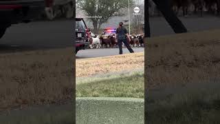 To protect and... herd? Police in Texas help round up escaped goats