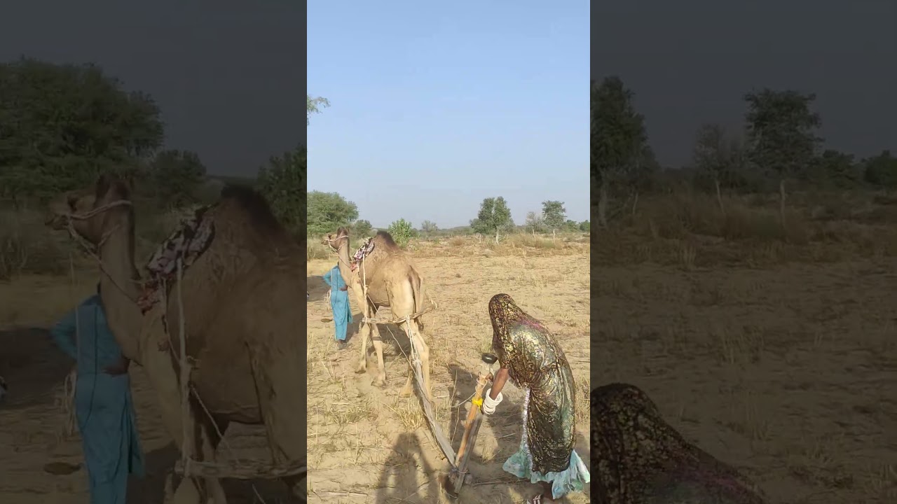 See how the women work hard in the Thar desert.انظر كيف تعمل النساء بجد في صحراء ثار.
