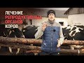 Лечение репродуктивных органов коров