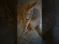 Happy Wednesday morning Cheese.Aloha #cat #catbreed #orangetabby #cattype #tabbykitten #cute #fun