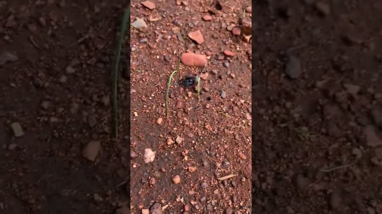 Red-headed Mouse Spider - on the move 🕷