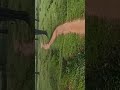 short video viral videos #duet #yashomatimaiyasebolenandlala #funnyvideos #trending #trending 10 Au