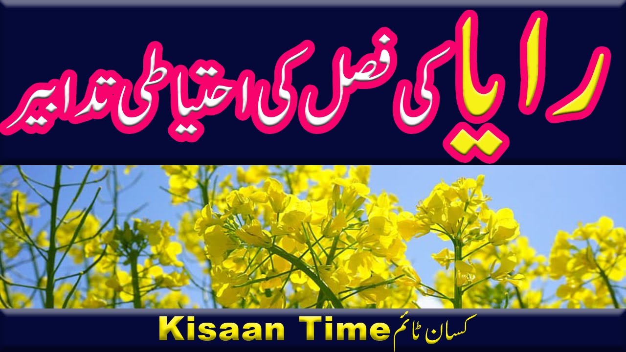 Raya ki kasht raya ki fasal رایا کی کاشت raya ki kasht in urdu سرسوں کی کاشت  kisan time کسان ٹائم