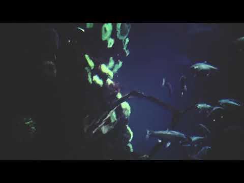 Academy Garden - Odyssey