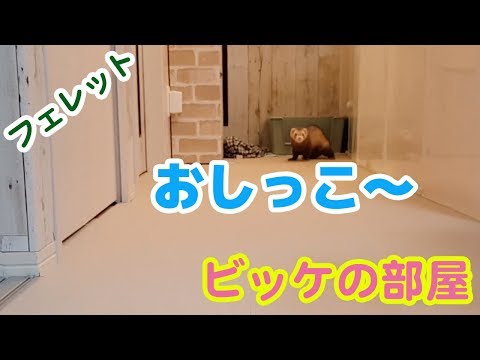 フェレットの尿路閉塞症状と対処法【完全ガイド】
