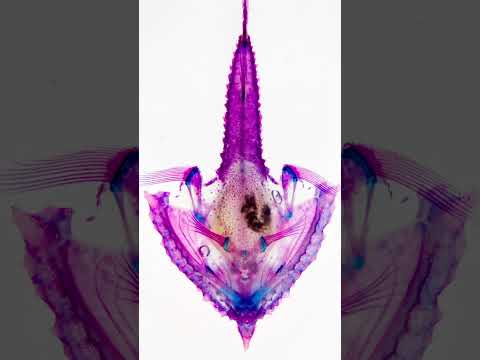 【透明標本】フウリュウウオ