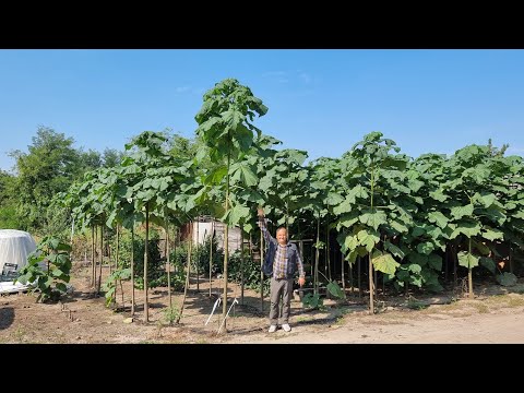Видео: Могу ли я вырастить пальму в Великобритании?