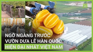 Trang trại trồng dưa lê Hàn Quốc hiện đại nhất Việt Nam có gì? | VTC16