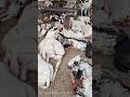 innocent bakray Qurban jeo 2026 k must like subscribe karo share karo skip ni krni