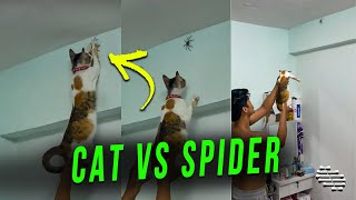 Guy Holds His Cat High up and It Catches a Spider