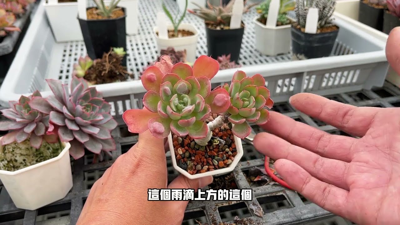 過年多肉清根與定期換土大解析  莫忘初衷 必修課多肉植物【 MC多肉園 】MC Succulent plant Vlog