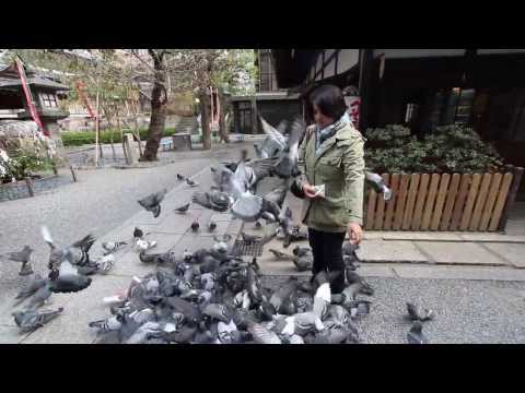 六角堂 - 瘋狂鴿子餵食