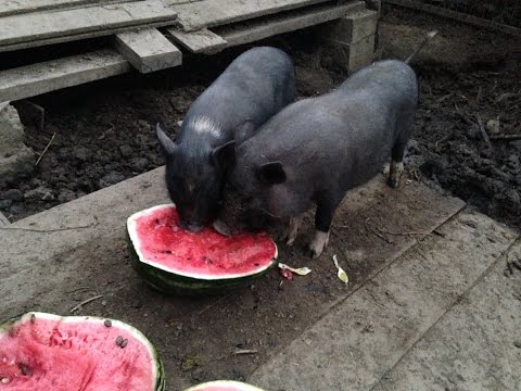 Вьетнамские вислобрюхие свиньи в нашем хозяйстве