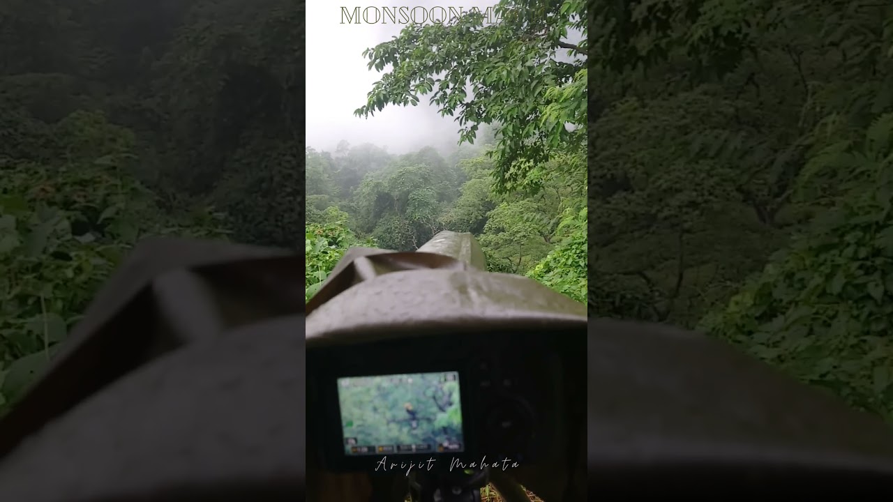Bird photography in monsoon 🤗 