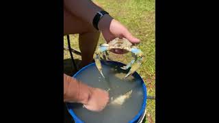 How to clean a blue crab